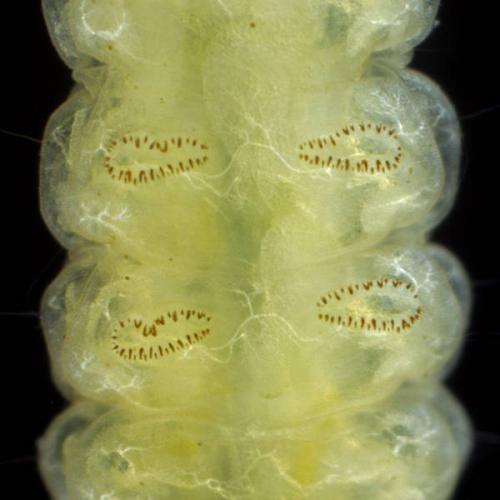 Réf. 243 214 : Elophila nymphaeata